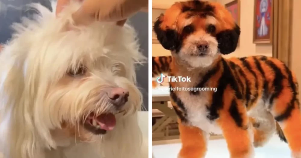 آرایشگر سگ ها